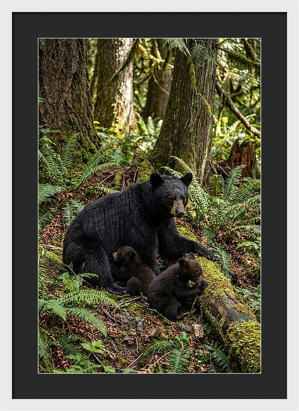 Gentle Giants Of The Forest