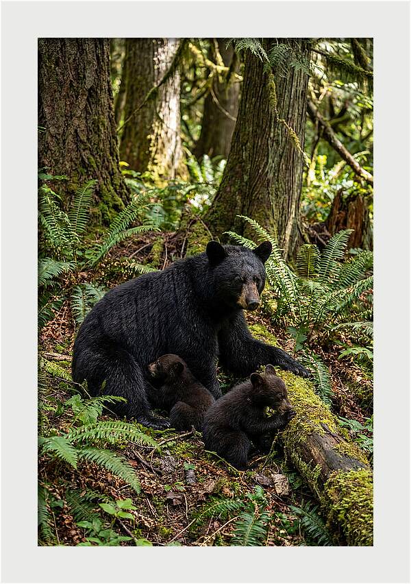 Gentle Giants Of The Forest
