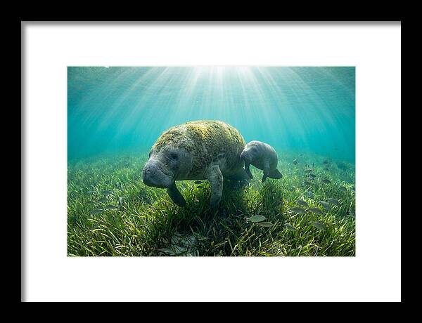 Gentle Giants Of The Sea