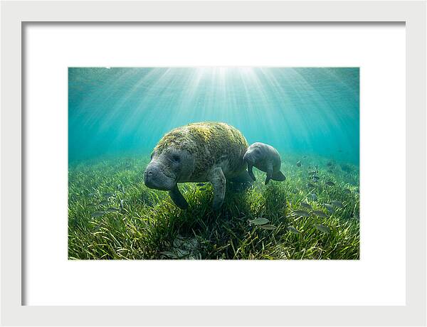Gentle Giants Of The Sea