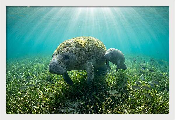Gentle Giants Of The Sea