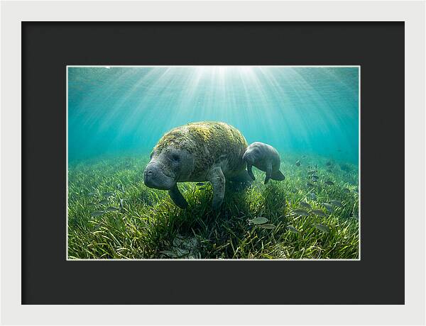 Gentle Giants Of The Sea