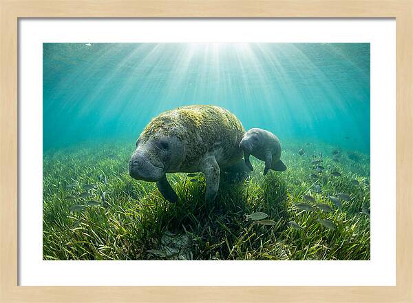 Gentle Giants Of The Sea