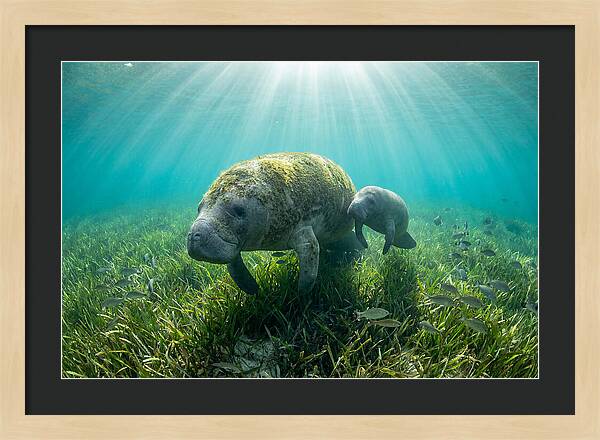 Gentle Giants Of The Sea