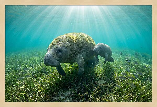 Gentle Giants Of The Sea