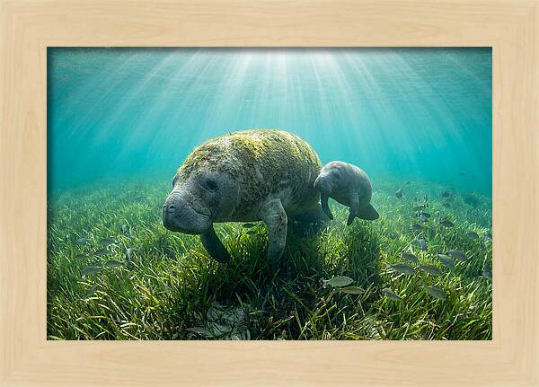 Gentle Giants Of The Sea