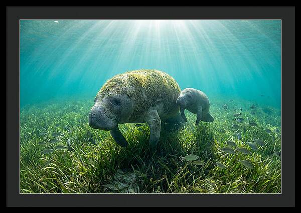Gentle Giants Of The Sea