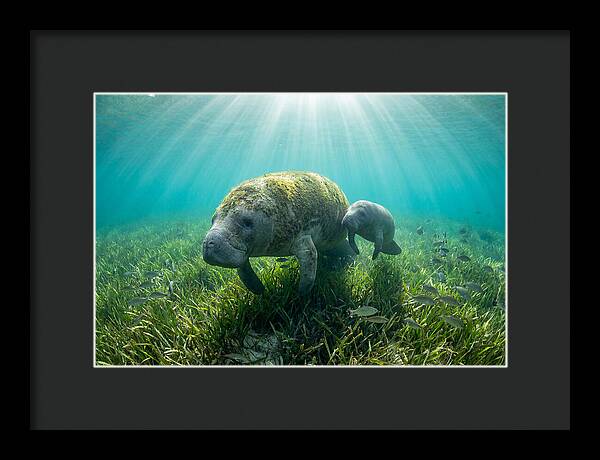 Gentle Giants Of The Sea
