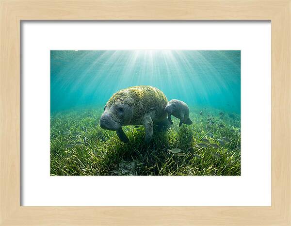 Gentle Giants Of The Sea