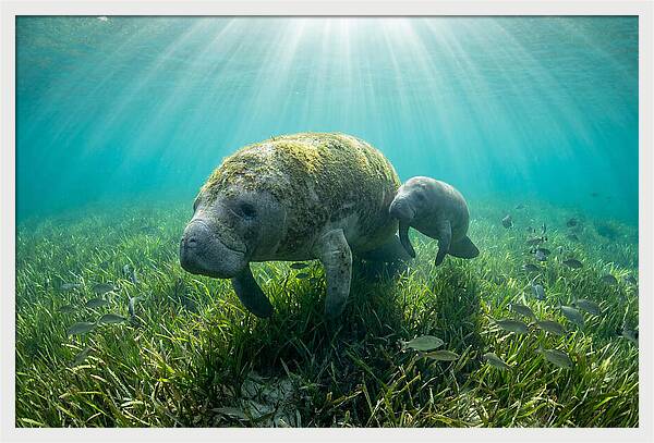 Gentle Giants Of The Sea
