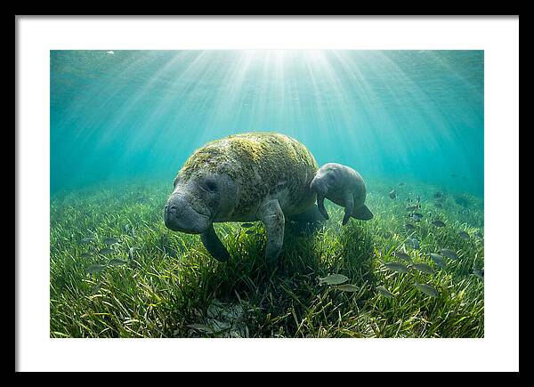 Gentle Giants Of The Sea