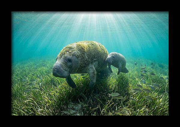 Gentle Giants Of The Sea