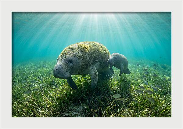 Gentle Giants Of The Sea