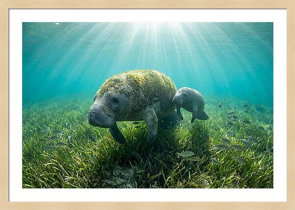 Gentle Giants Of The Sea