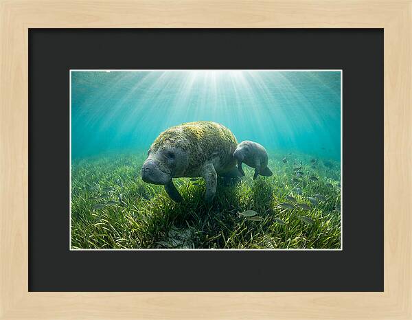 Gentle Giants Of The Sea