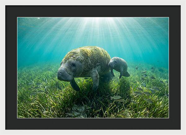 Gentle Giants Of The Sea