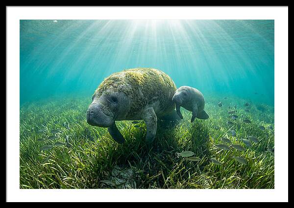 Gentle Giants Of The Sea