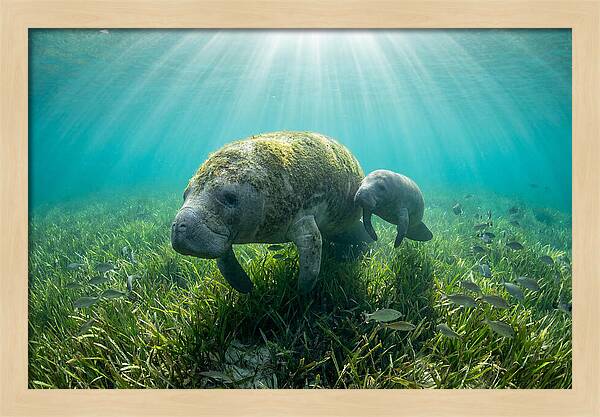 Gentle Giants Of The Sea
