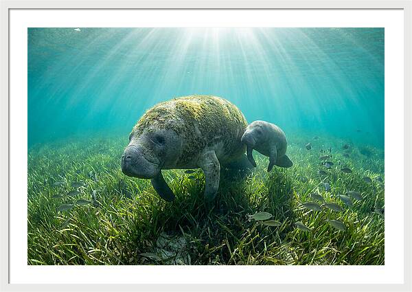 Gentle Giants Of The Sea