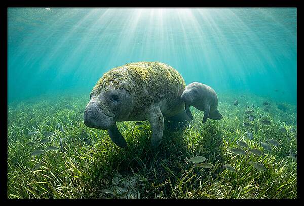 Gentle Giants Of The Sea
