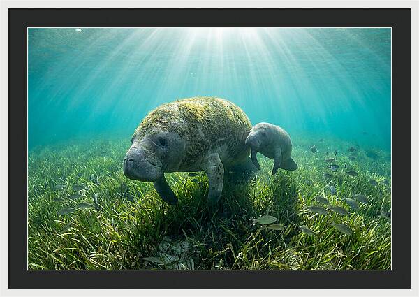 Gentle Giants Of The Sea
