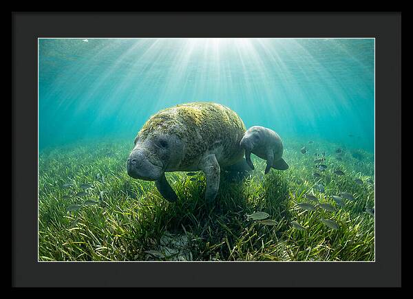 Gentle Giants Of The Sea