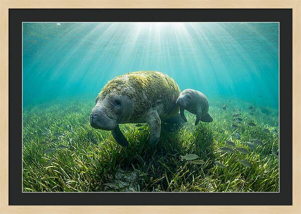 Gentle Giants Of The Sea