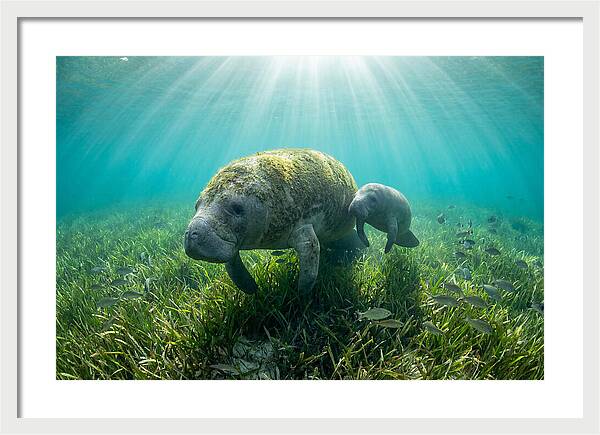 Gentle Giants Of The Sea