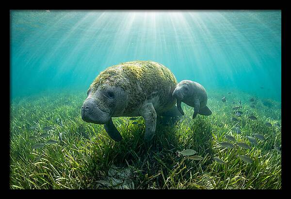 Gentle Giants Of The Sea