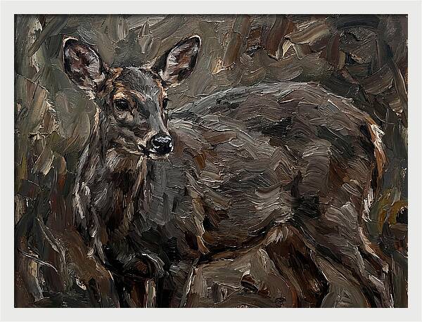 Gentle Gray Brocket Amidst Foliage