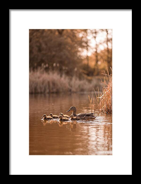 Gentle Moments By The Pond