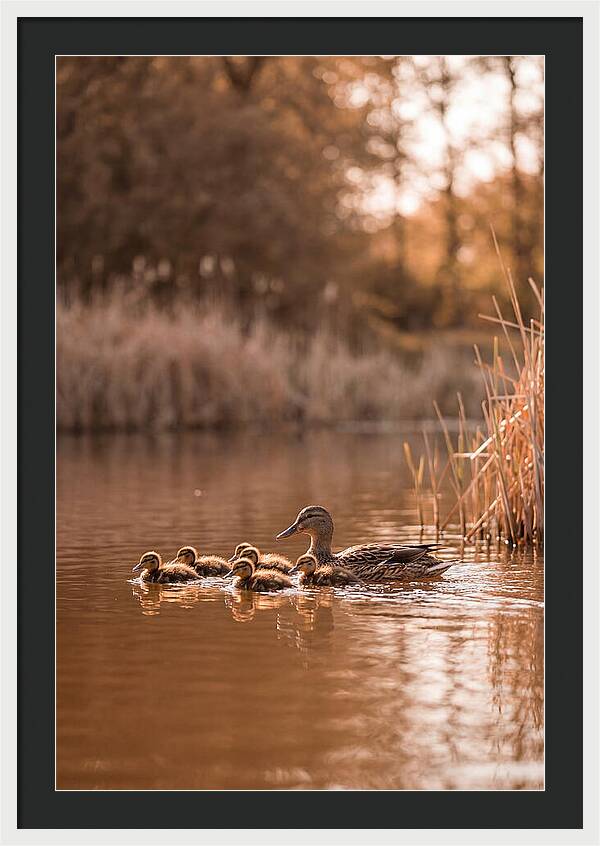 Gentle Moments By The Pond