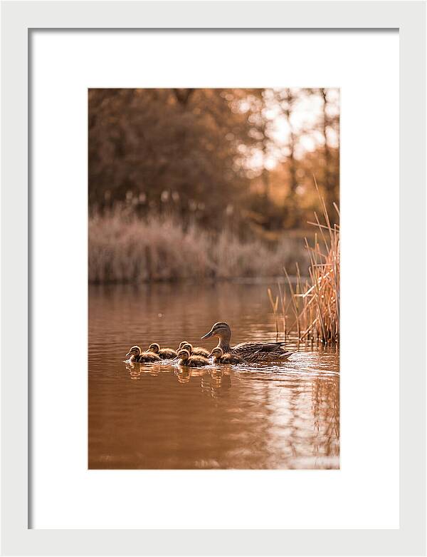 Gentle Moments By The Pond