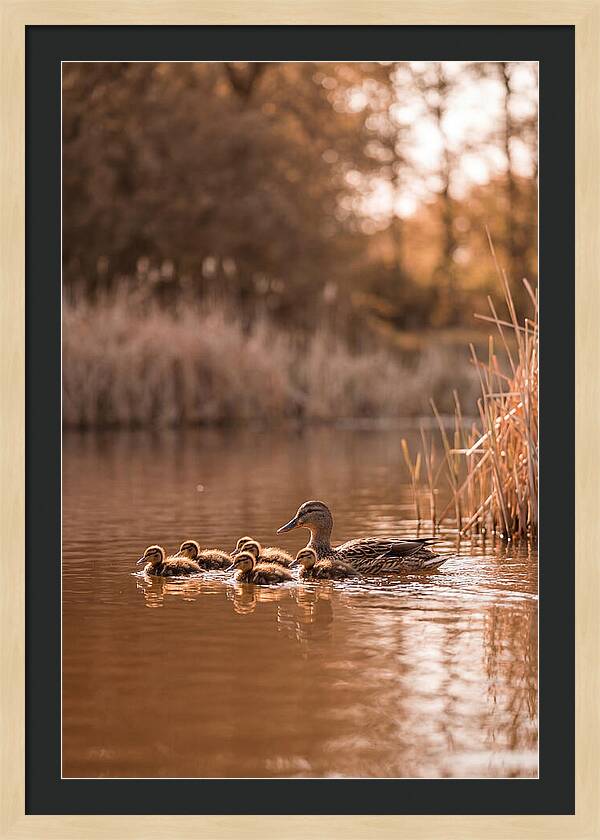 Gentle Moments By The Pond