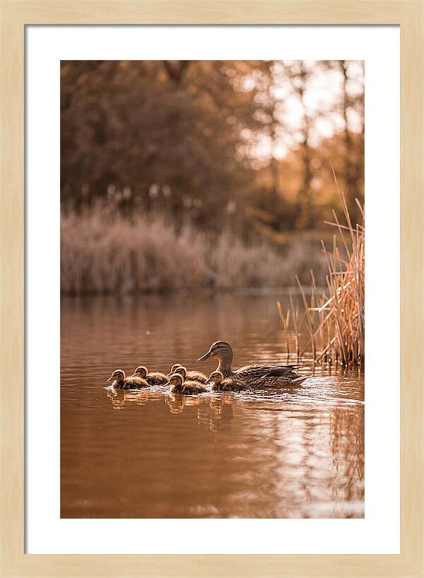 Gentle Moments By The Pond