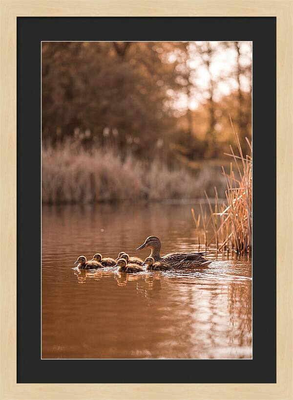 Gentle Moments By The Pond