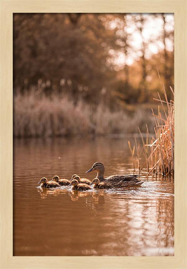 Gentle Moments By The Pond