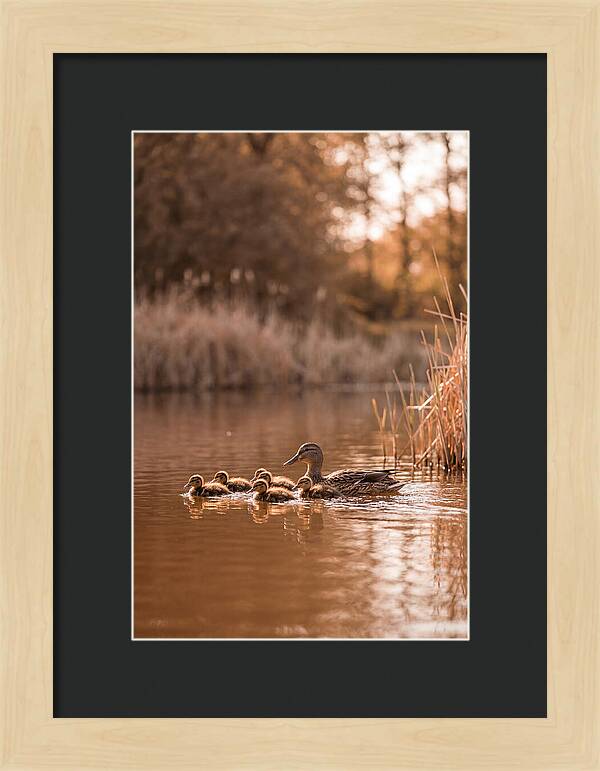 Gentle Moments By The Pond