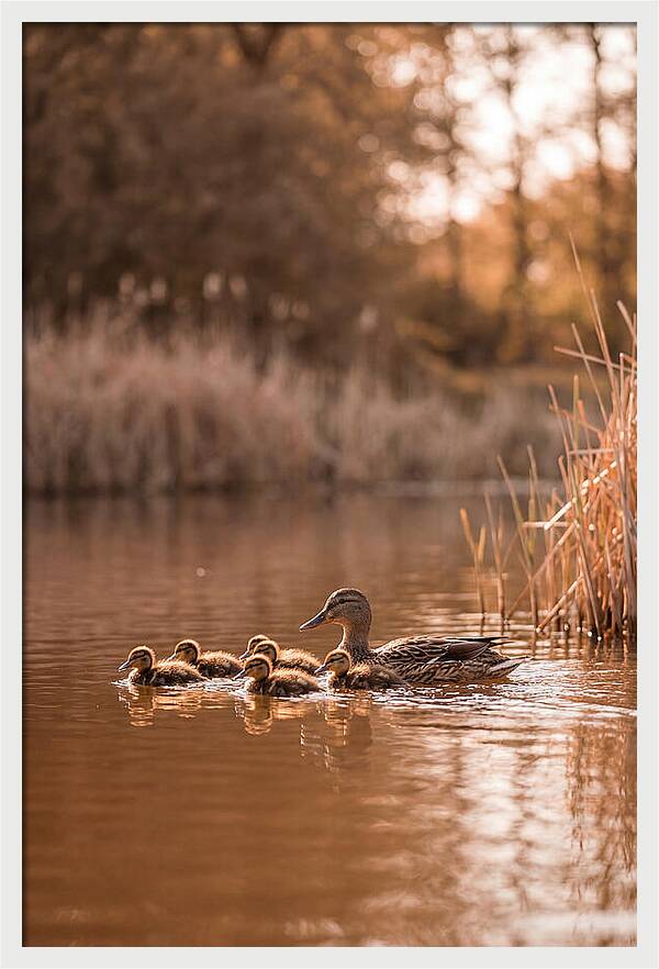 Gentle Moments By The Pond