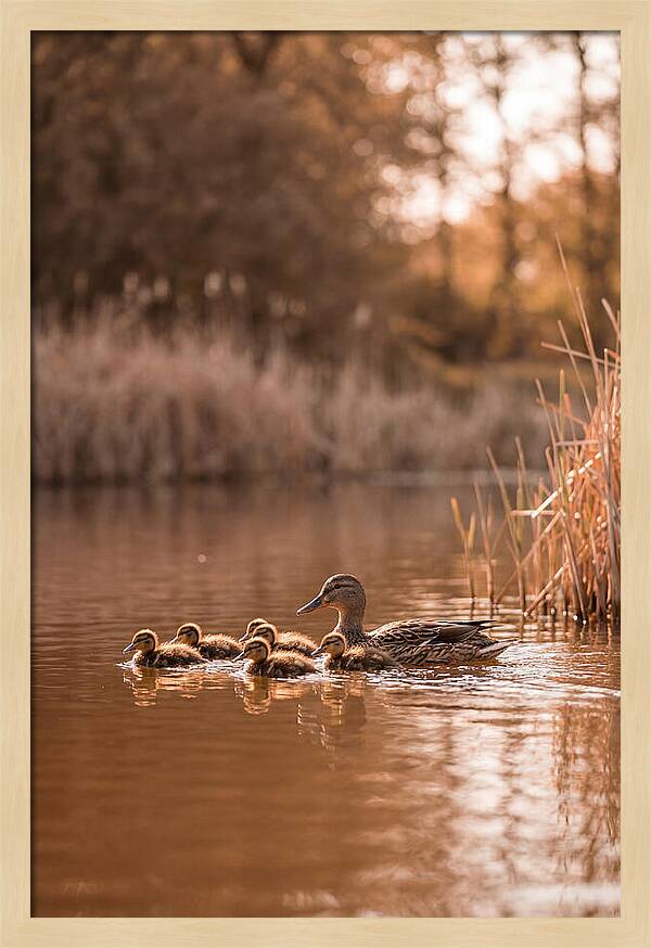 Gentle Moments By The Pond