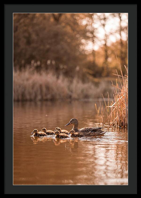 Gentle Moments By The Pond