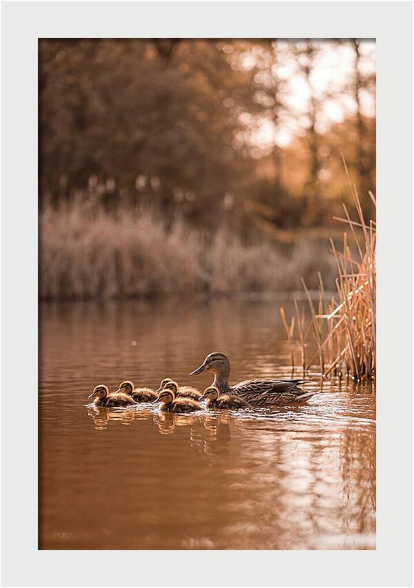 Gentle Moments By The Pond