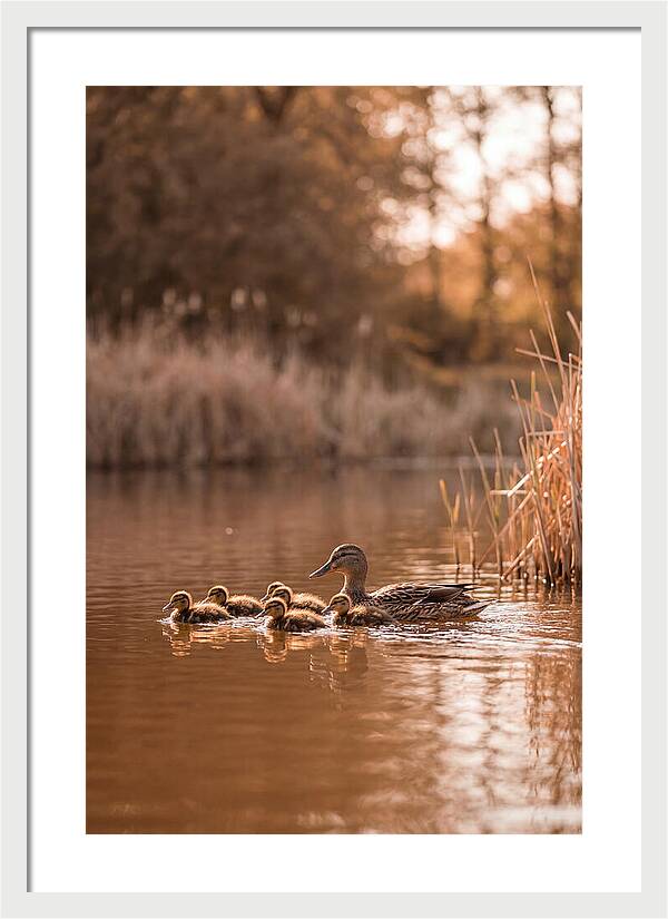 Gentle Moments By The Pond