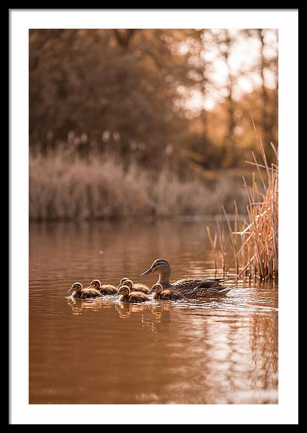 Gentle Moments By The Pond