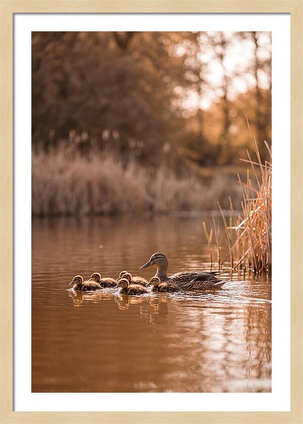 Gentle Moments By The Pond