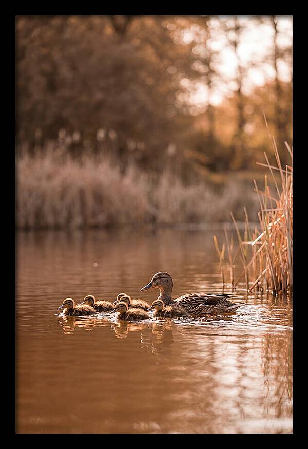 Gentle Moments By The Pond