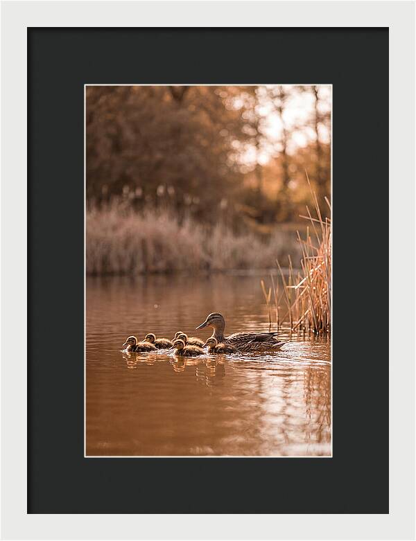 Gentle Moments By The Pond