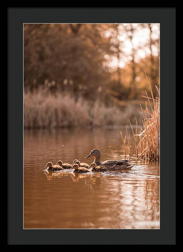 Gentle Moments By The Pond