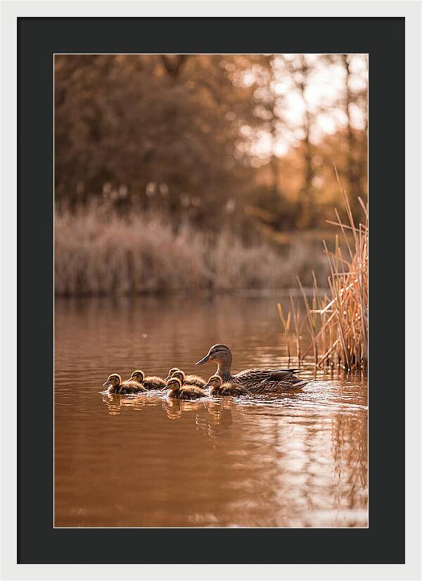 Gentle Moments By The Pond
