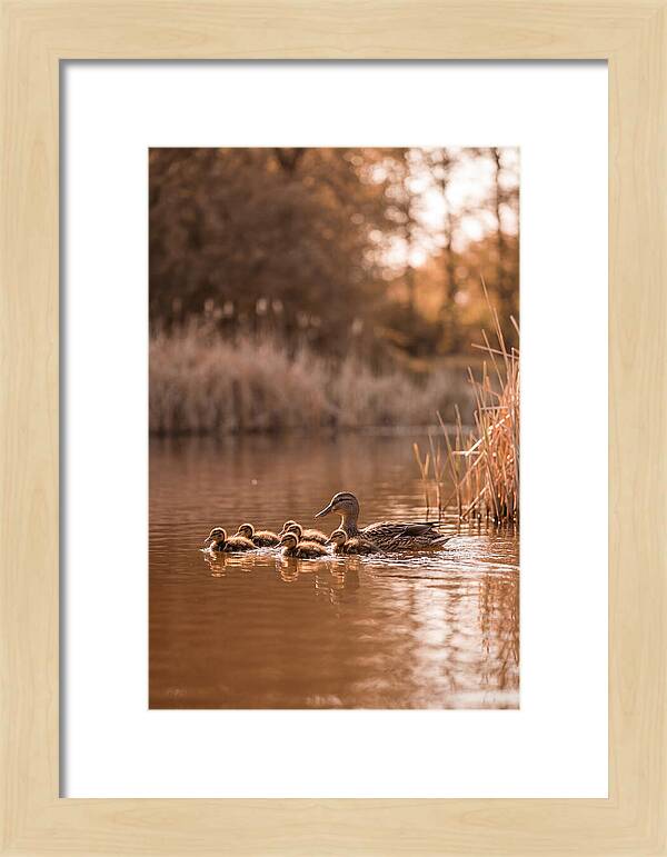 Gentle Moments By The Pond